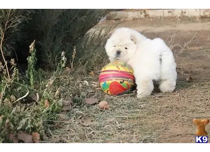 a chow chow dog sitting next to a toy