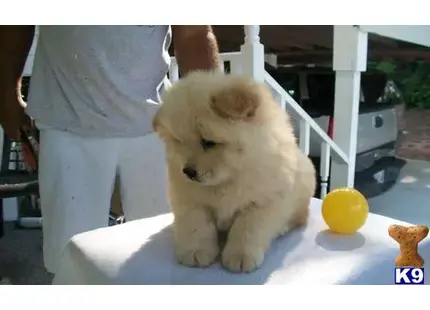 Chow Chow