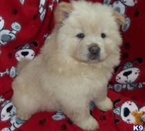 chow chow puppy posted by bradhufeld2017