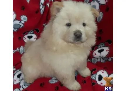 a chow chow dog sitting on a couch