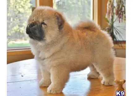 a couple of chow chow dogs sitting on a table looking out a window