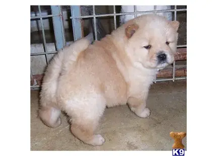 a chow chow dog standing on its hind legs