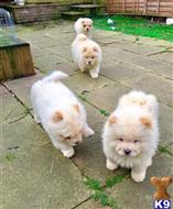 chow chow puppy posted by bradhufeld2017