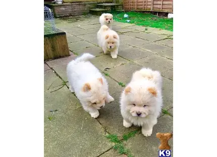 a group of white chow chow dogs