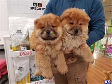 chow chow puppy posted by bradhufeld2017