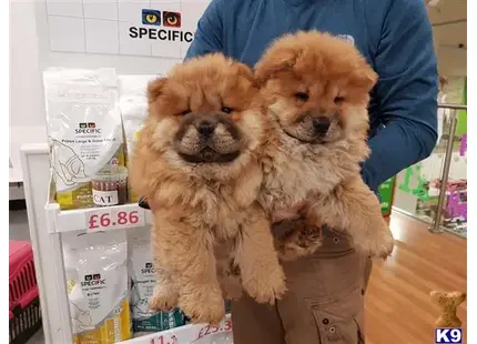 two chow chow dogs sitting on a table