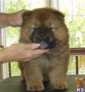 chow chow puppy posted by bradhufeld2017