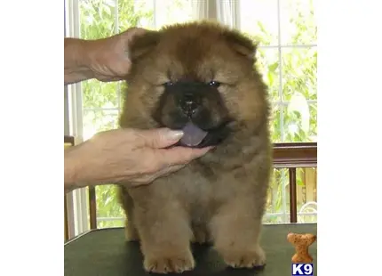 Chow Chow