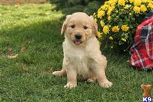 golden retriever puppy posted by bradhufeld2017