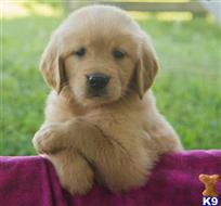 golden retriever puppy posted by bradhufeld2017