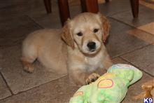 golden retriever puppy posted by bradhufeld2017