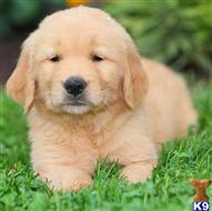 golden retriever puppy posted by bradhufeld2017