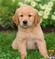 golden retriever puppy posted by bradhufeld2017