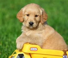 golden retriever puppy posted by bradhufeld2017