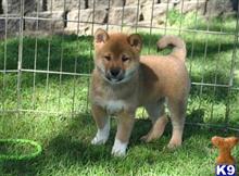 Rex available Shiba Inu puppy located in Coral Gables