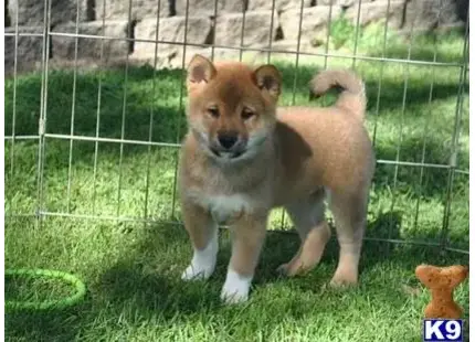 Shiba Inu