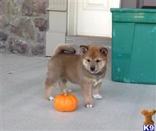 shiba inu puppy posted by bradhufeld2017