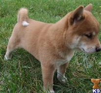 shiba inu puppy posted by bradhufeld2017