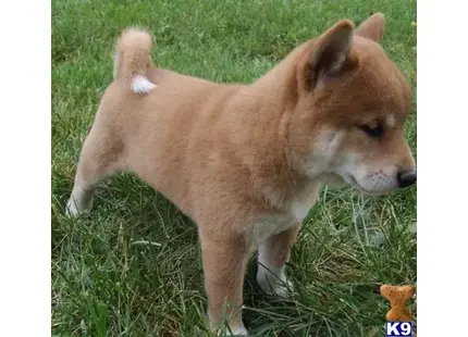 Shiba Inu