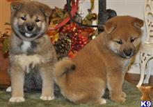 Purebred registered Shiba Inu puppys available Shiba Inu puppy located in Coral Gables