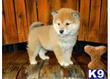 Shiba Inu