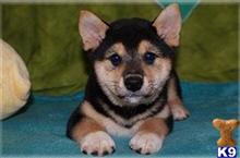 shiba inu puppy posted by bradhufeld2017