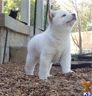 shiba inu puppy posted by bradhufeld2017