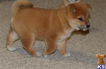 shiba inu puppy posted by bradhufeld2017
