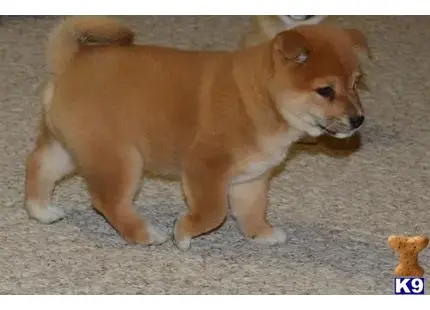 Shiba Inu