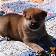 shiba inu puppy posted by bradhufeld2017