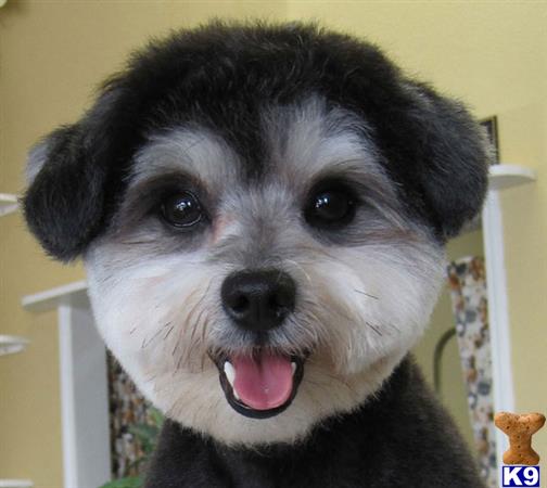 poodle puppy posted by bradleyjr001