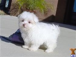 maltese puppy posted by bradleyjr001