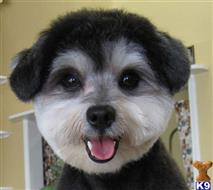 poodle puppy posted by bradleyjr001
