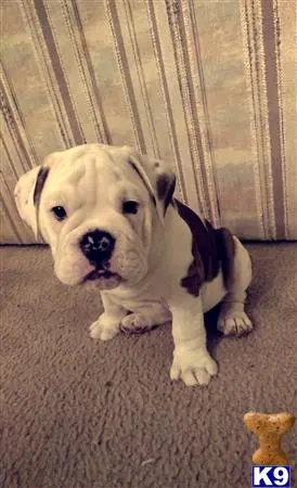 Old English Bulldog stud dog