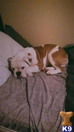 Old English Bulldog stud dog