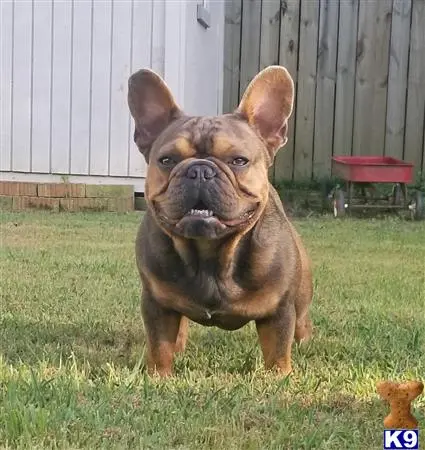 French Bulldog stud dog