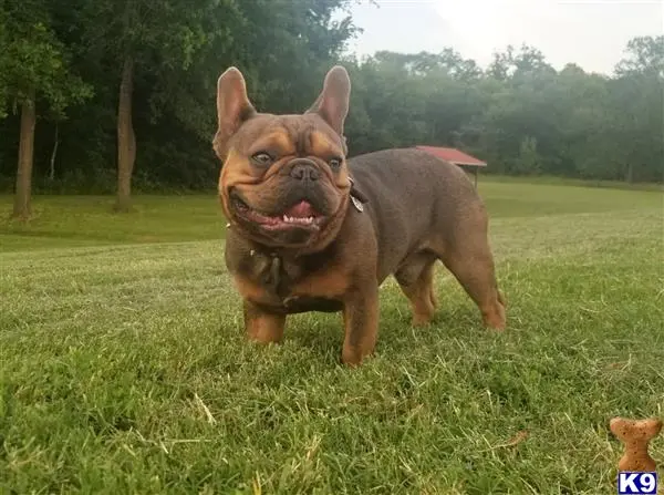 French Bulldog stud dog