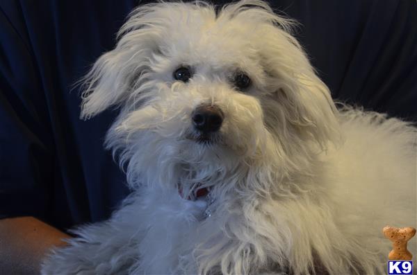 a white bichon frise dog with a fluffy tail