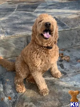 Goldendoodles stud dog