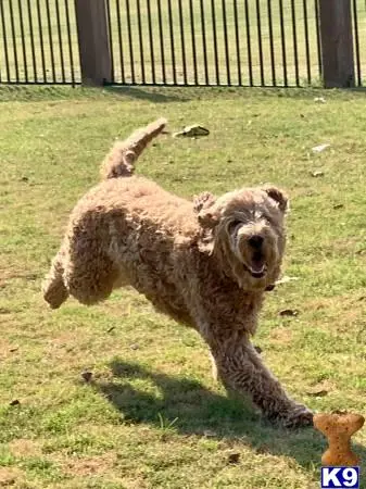 Goldendoodles stud dog