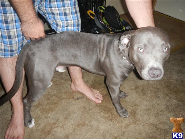 American Pit Bull stud dog