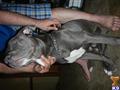American Pit Bull stud dog: Gray American Pit Bull sitting on carpet with a silver chain collar