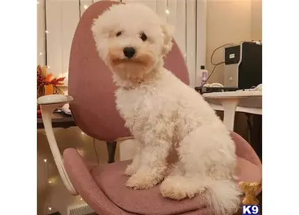 a white poodle dog sitting on a chair