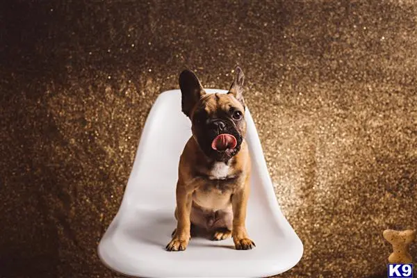 French Bulldog stud dog