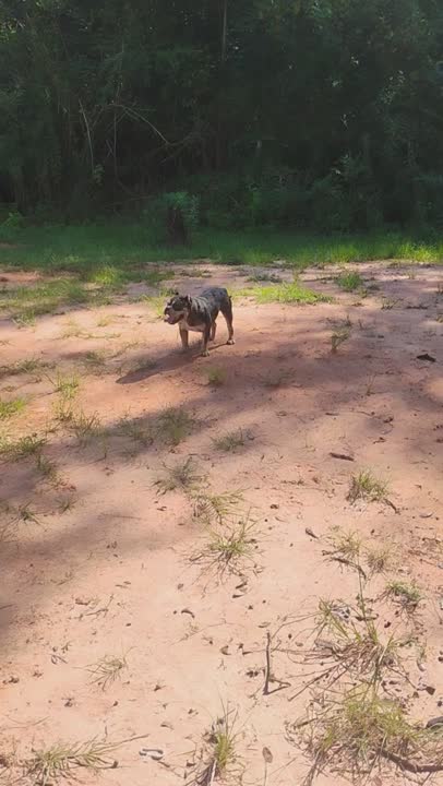 American Bully stud dog