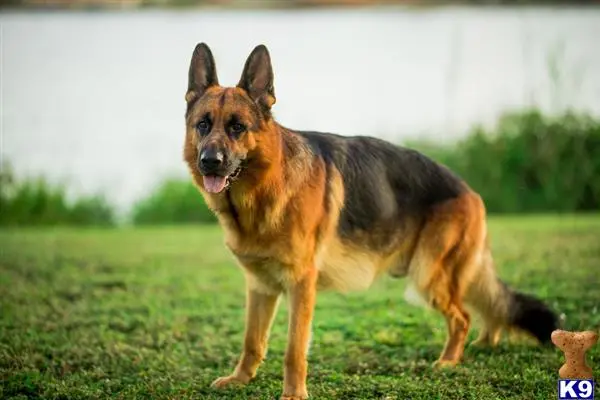 German Shepherd stud dog