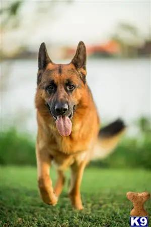 German Shepherd stud dog