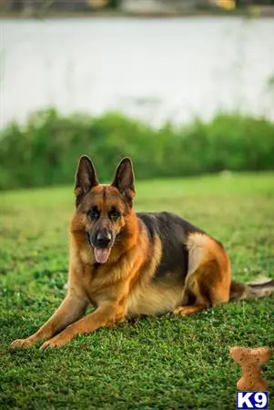 German Shepherd stud dog