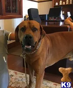 Dogue De Bordeaux stud dog: a dogue de bordeaux dog with a collar