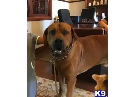 Dogue De Bordeaux stud dog: a dogue de bordeaux dog with a collar
